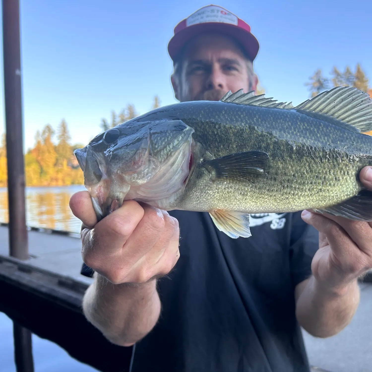 Largemouth bass caught on Fishbrain