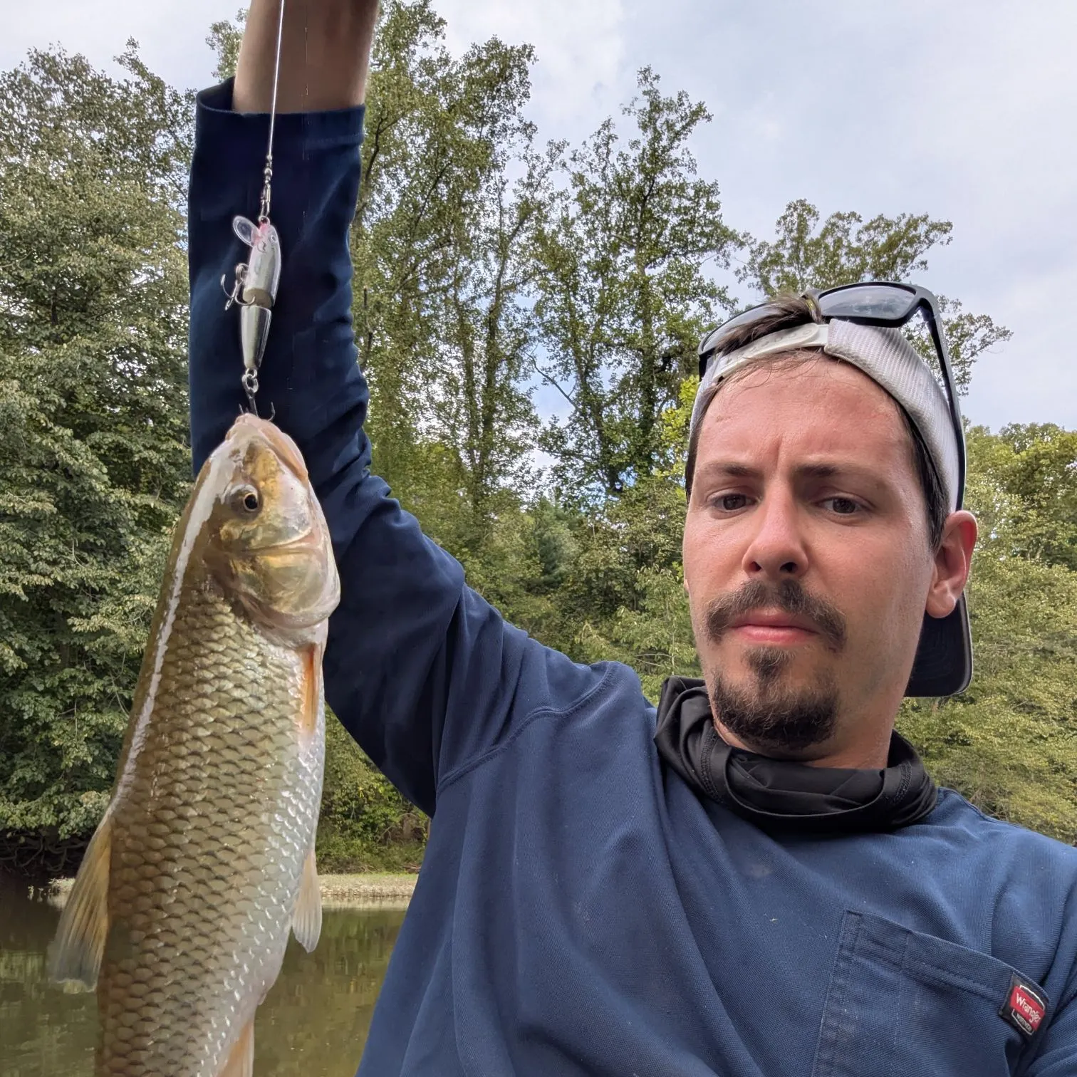 Fallfish caught on Fishbrain