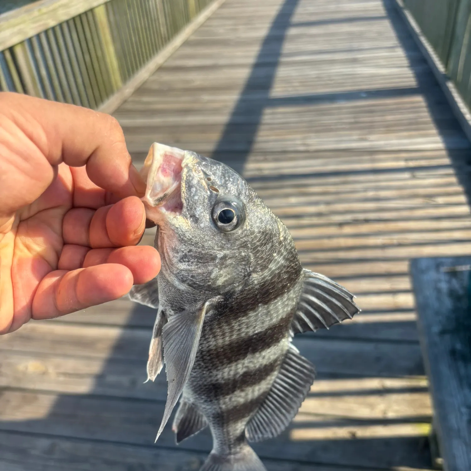 Black drum caught on Fishbrain