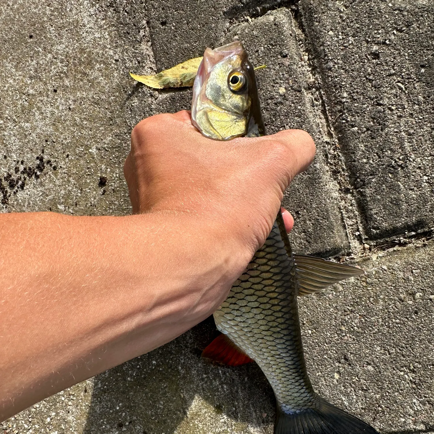 European chub caught on Fishbrain