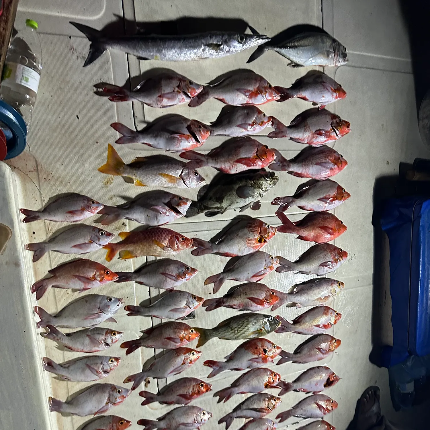 The most recent Wahoo catches on Fishbrain