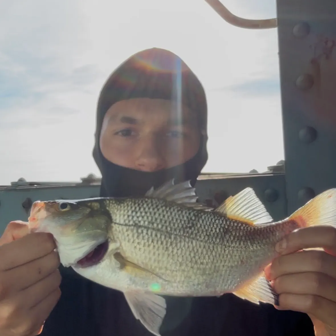 White perch caught on Fishbrain
