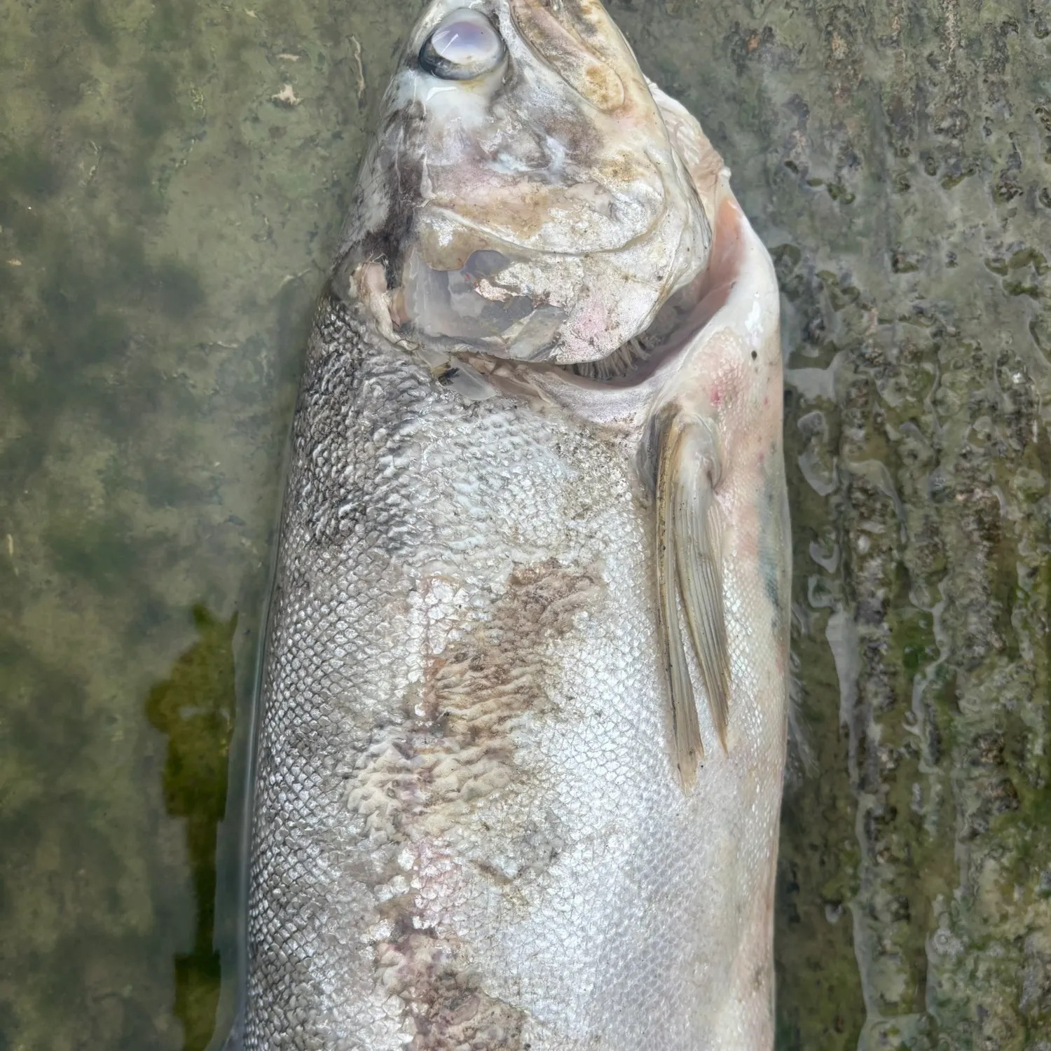 Steelhead caught on Fishbrain