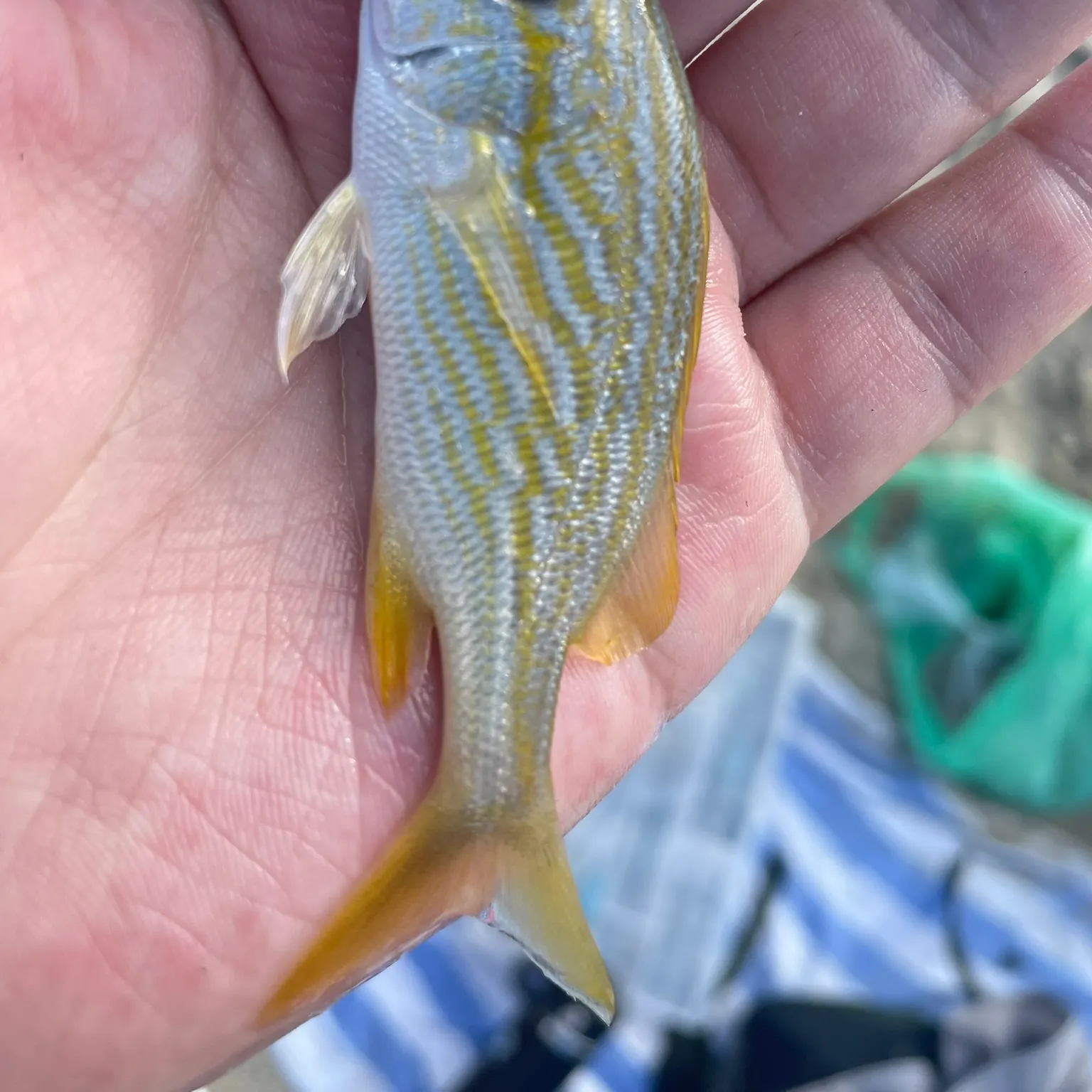 The most recent French grunt catches on Fishbrain