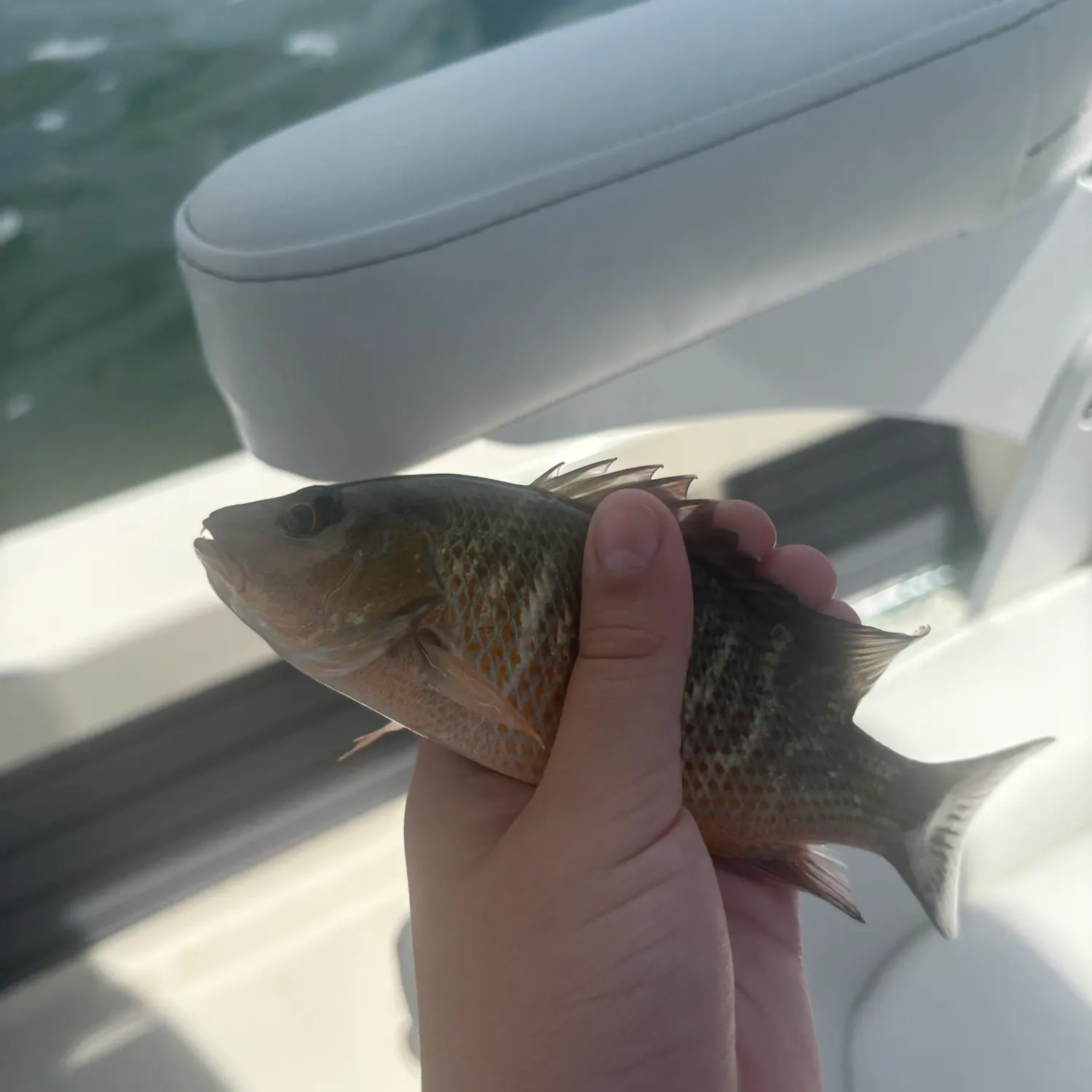 The most recent Mangrove snapper catches on Fishbrain