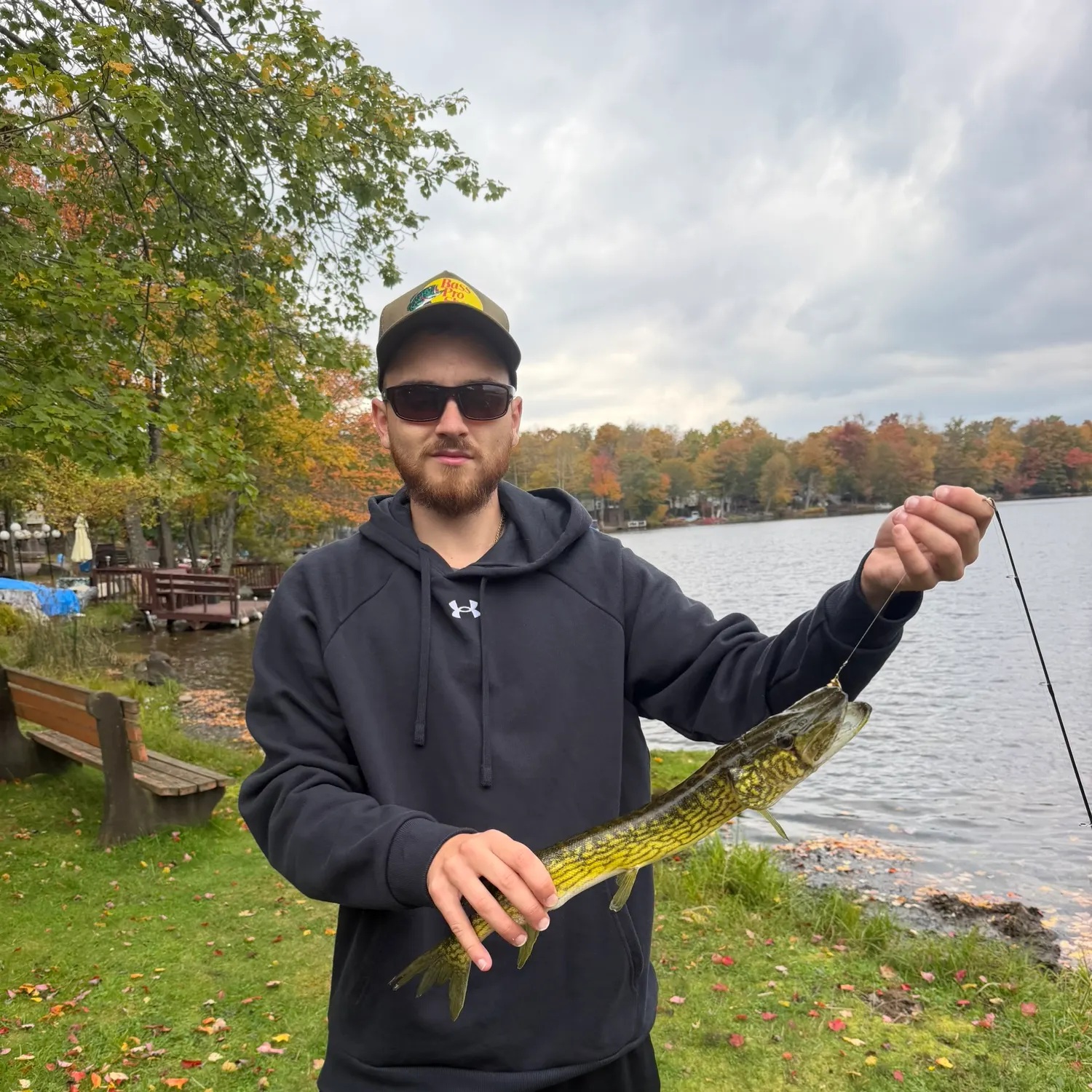 Grass pickerel caught on Fishbrain