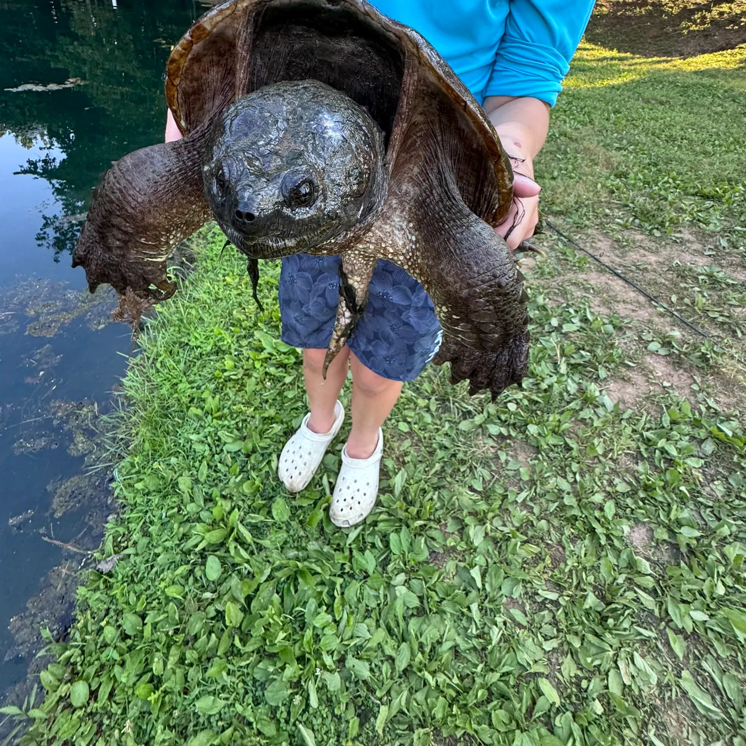 The most recent Common snapping turtle catches on Fishbrain