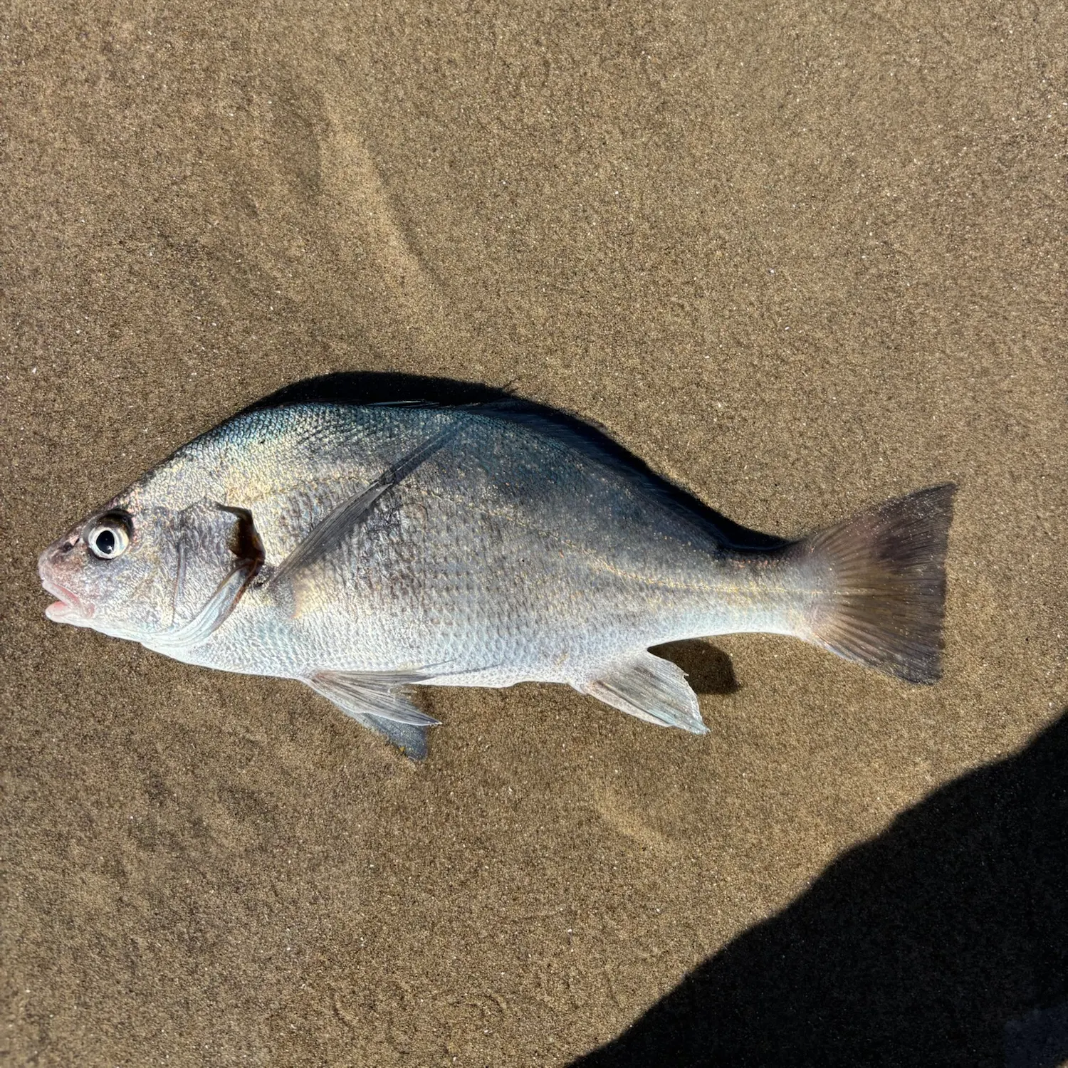 The most recent Black croaker catches on Fishbrain