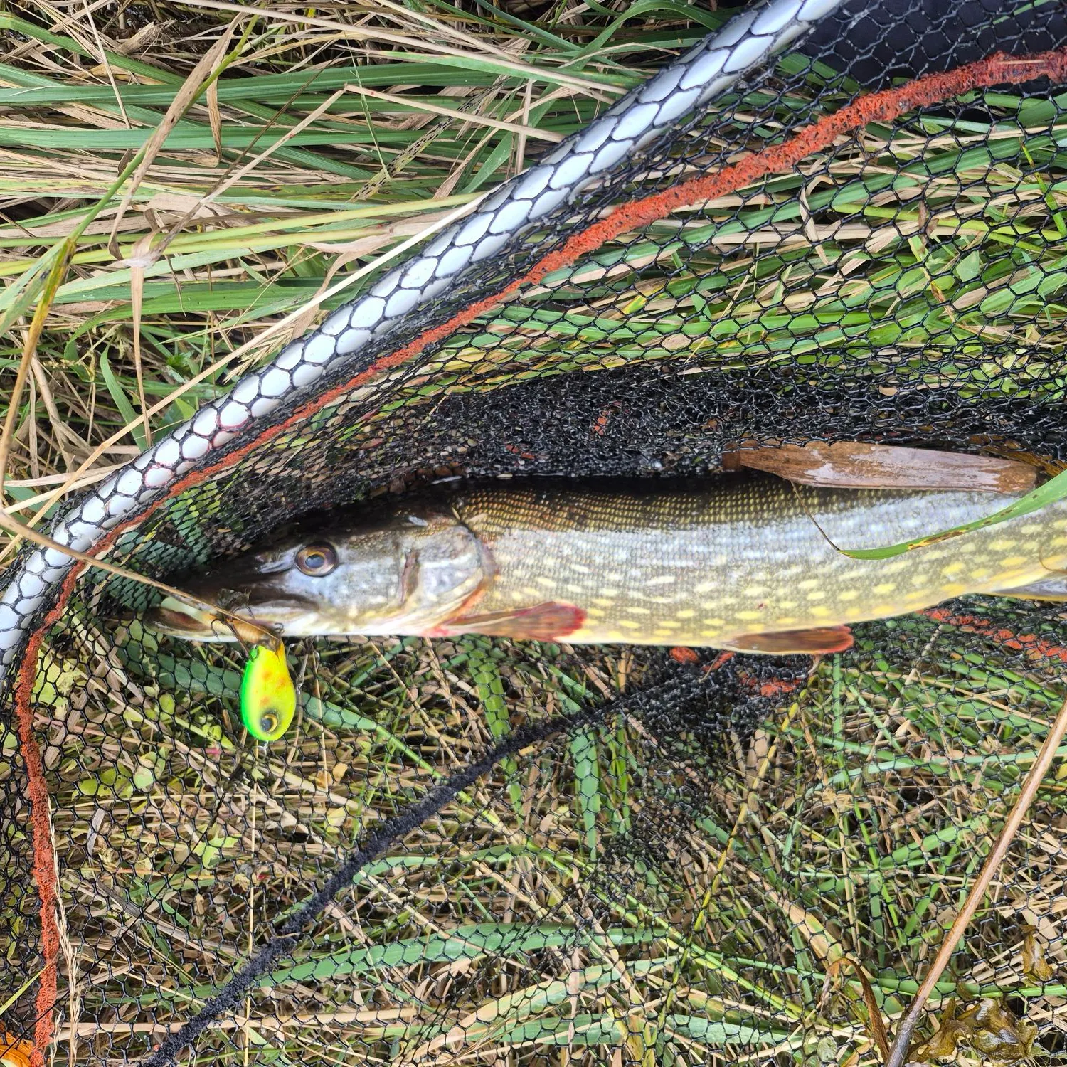 Northern pike caught on Fishbrain