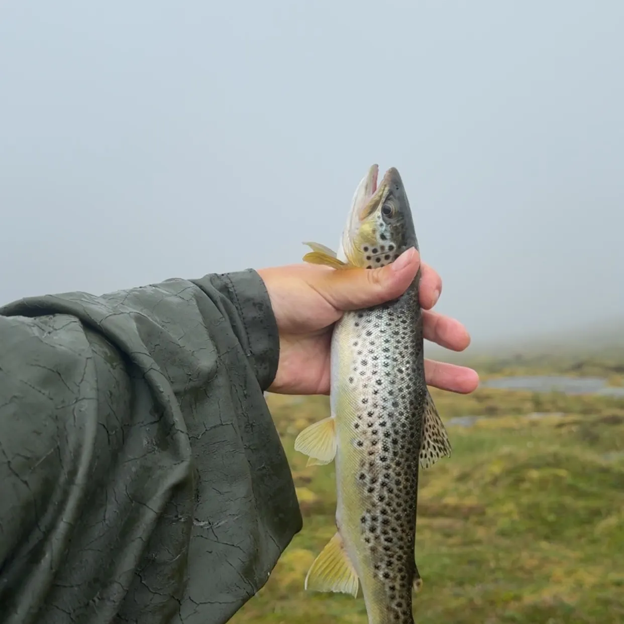 Rainbow trout caught on Fishbrain