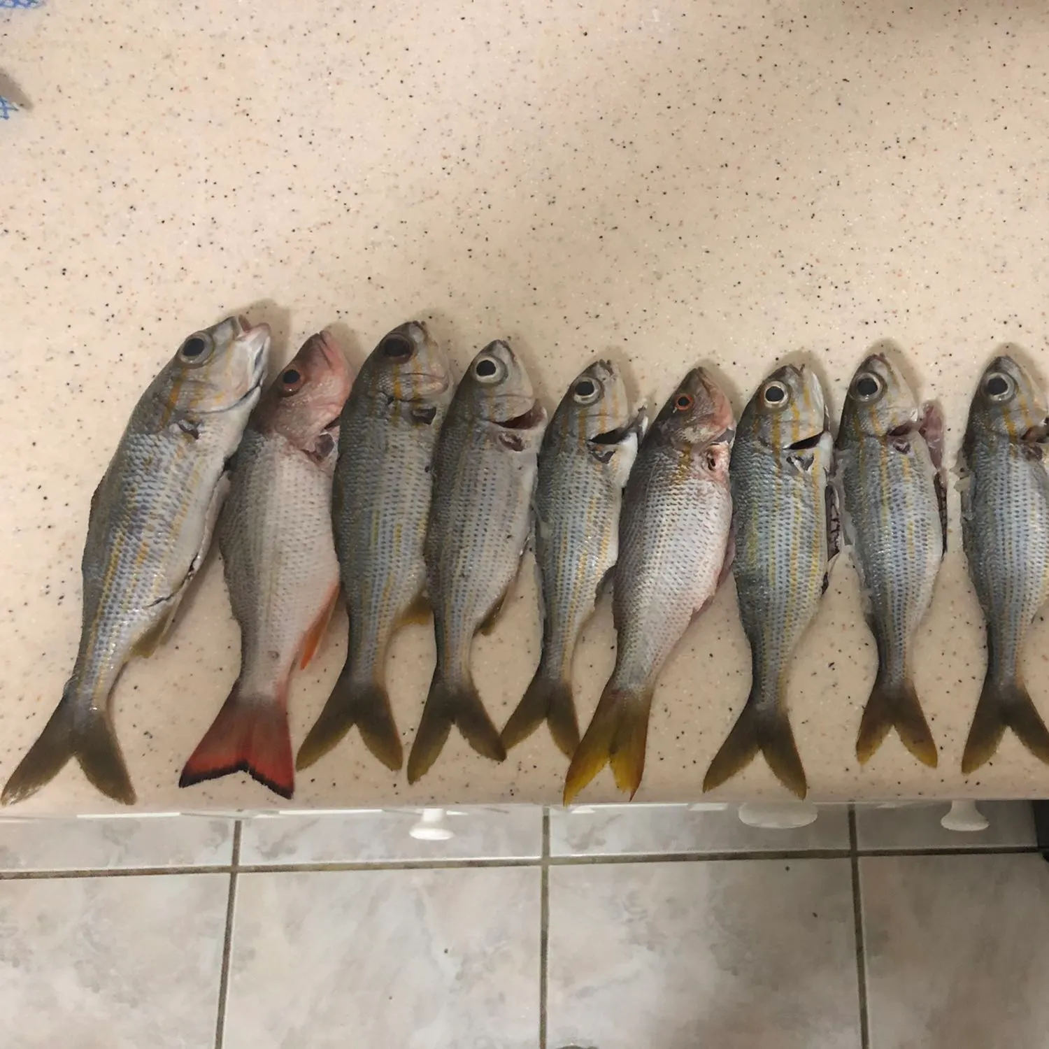 recently logged catches