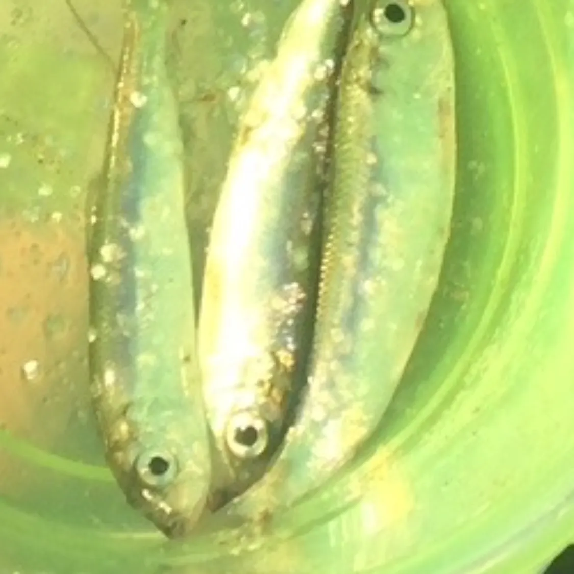 Atlantic herring caught on Fishbrain