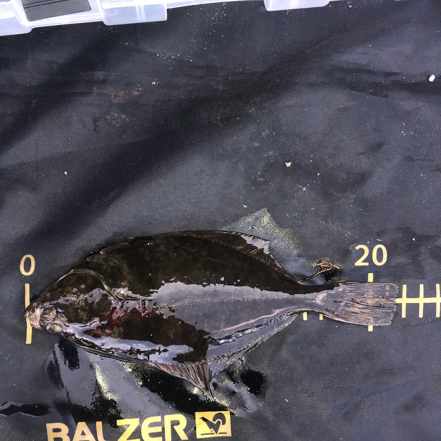 The most recent European flounder catches on Fishbrain