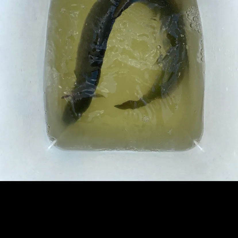 American eel caught on Fishbrain