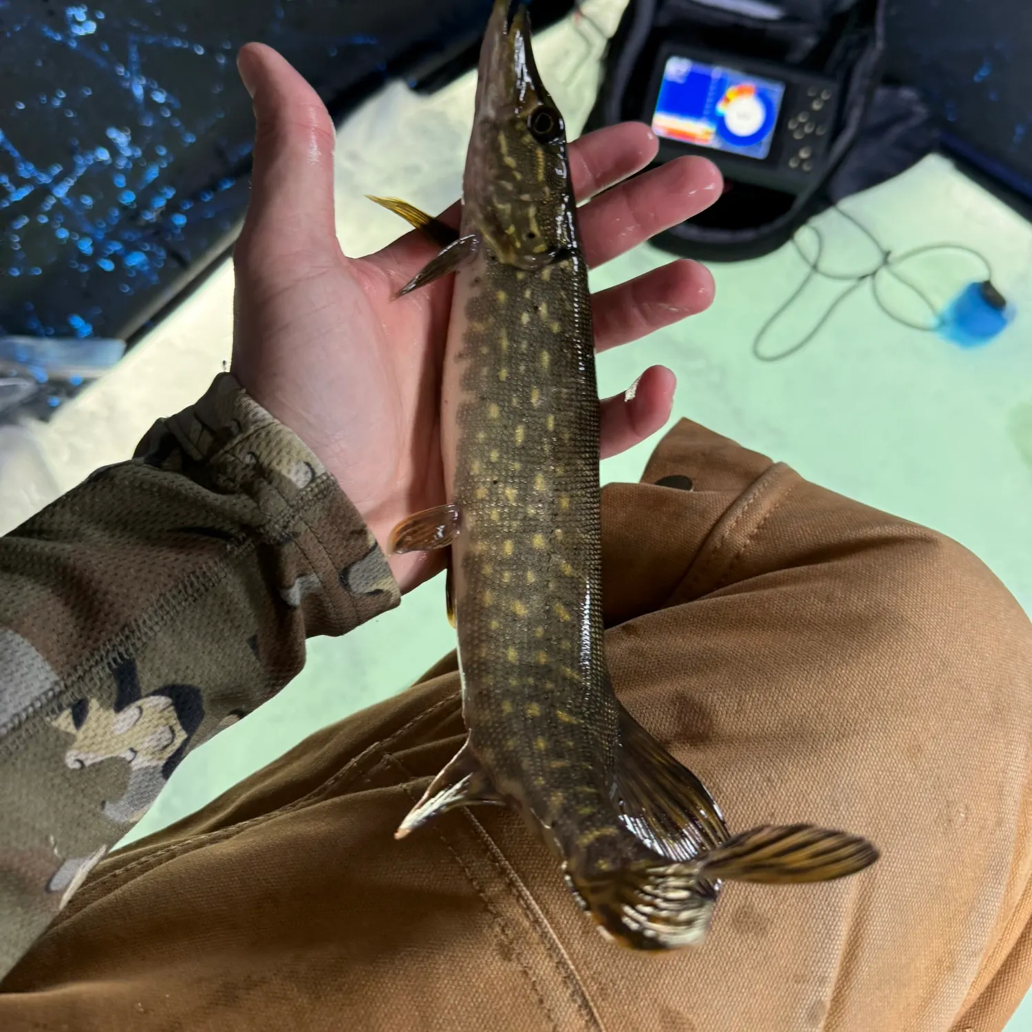 recently logged catches