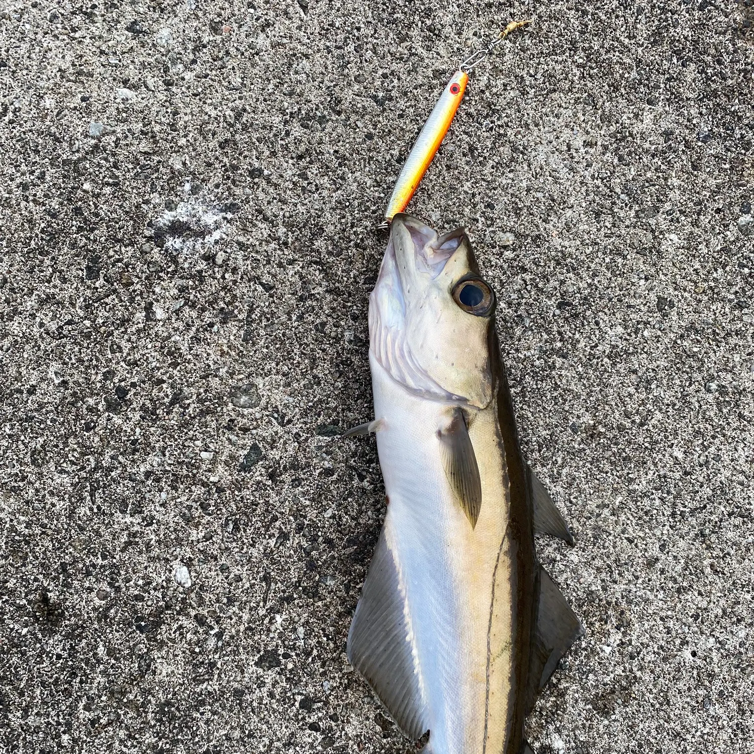 The most recent Pollack catches on Fishbrain