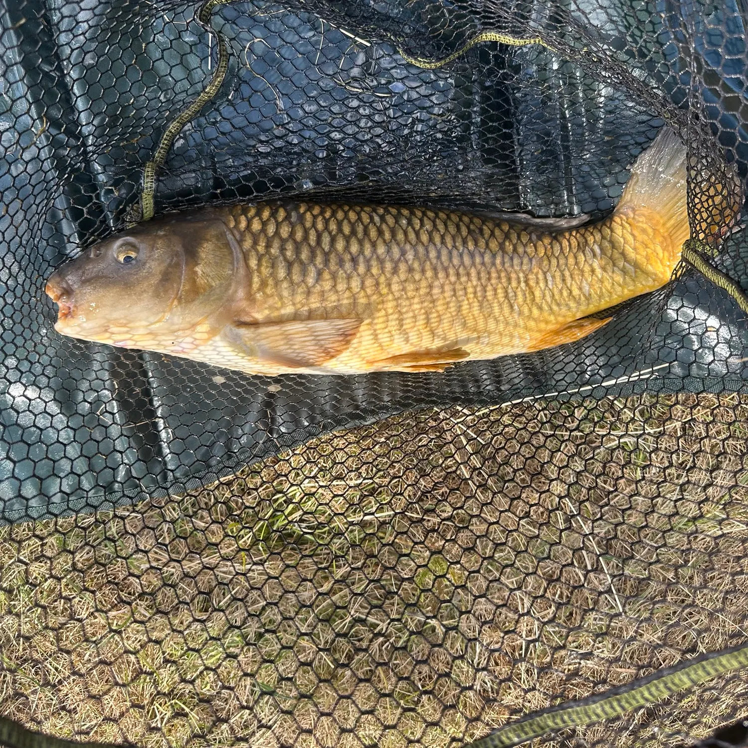 Common carp caught on Fishbrain