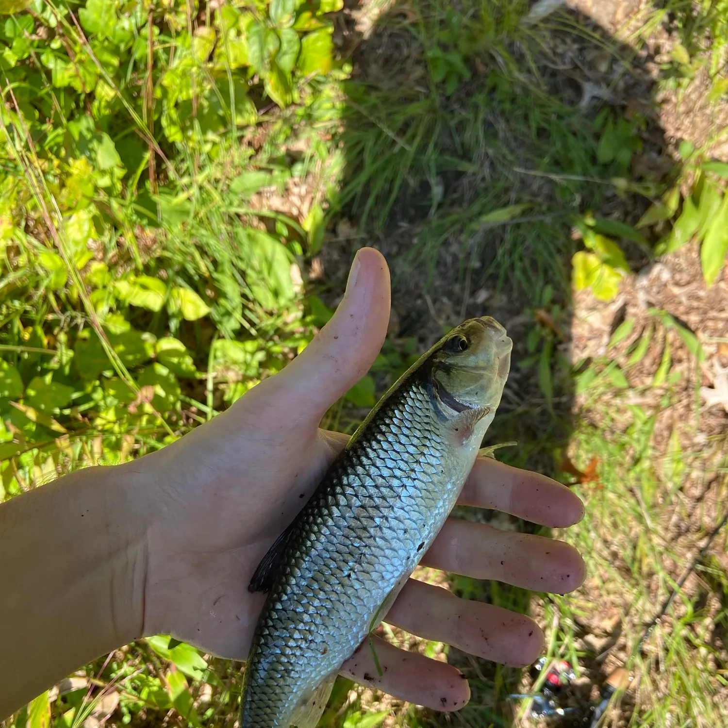 Fallfish caught on Fishbrain