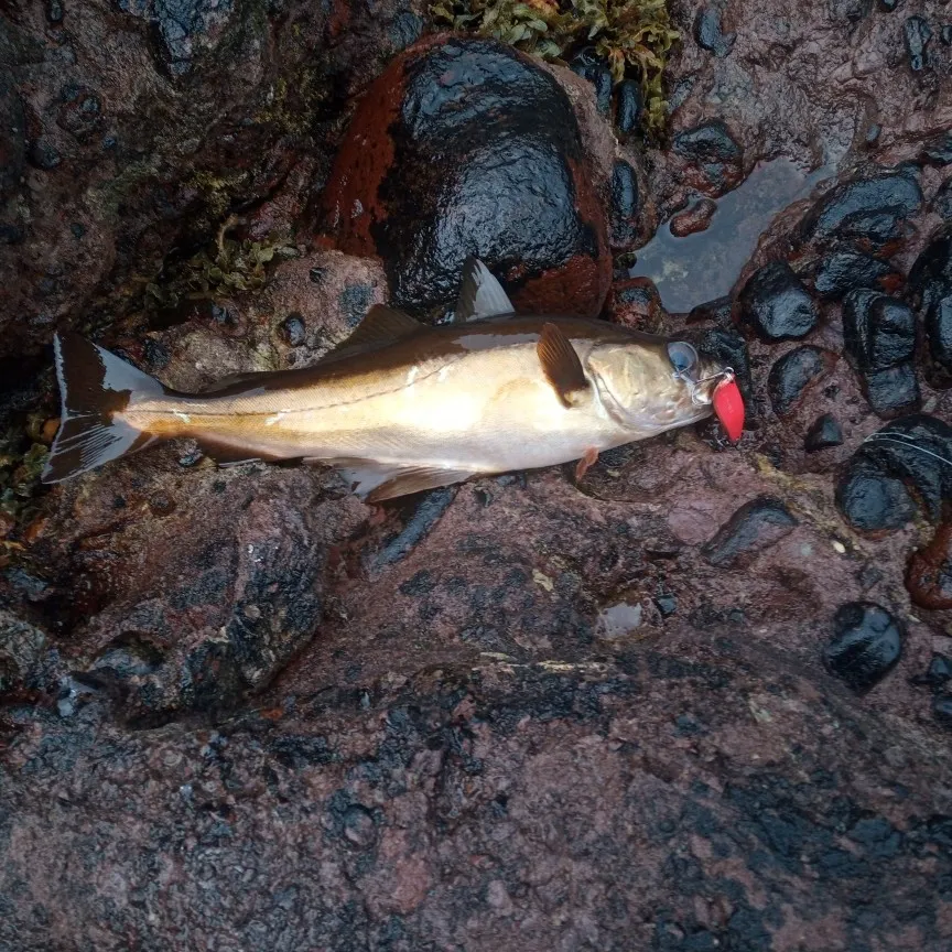 angler catch