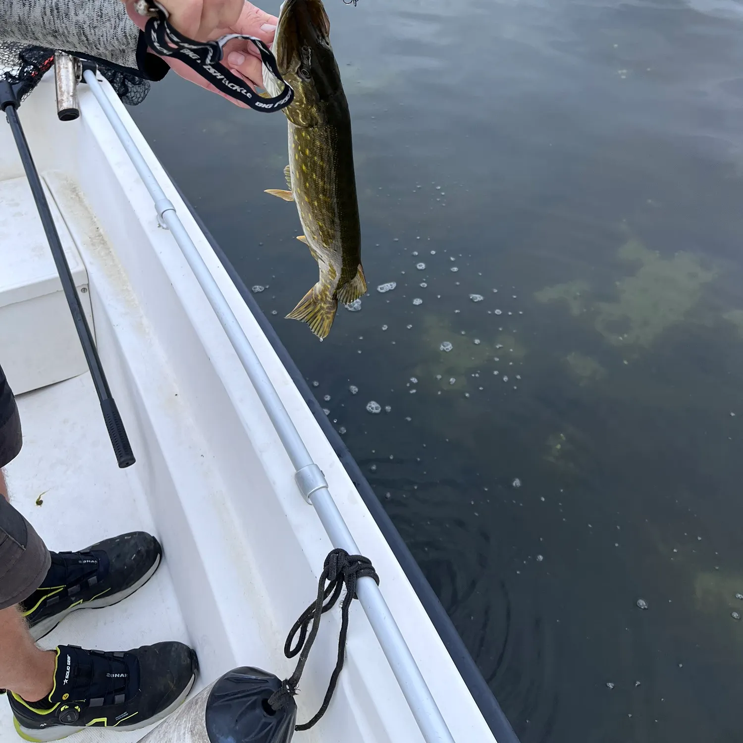 Northern pike caught on Fishbrain