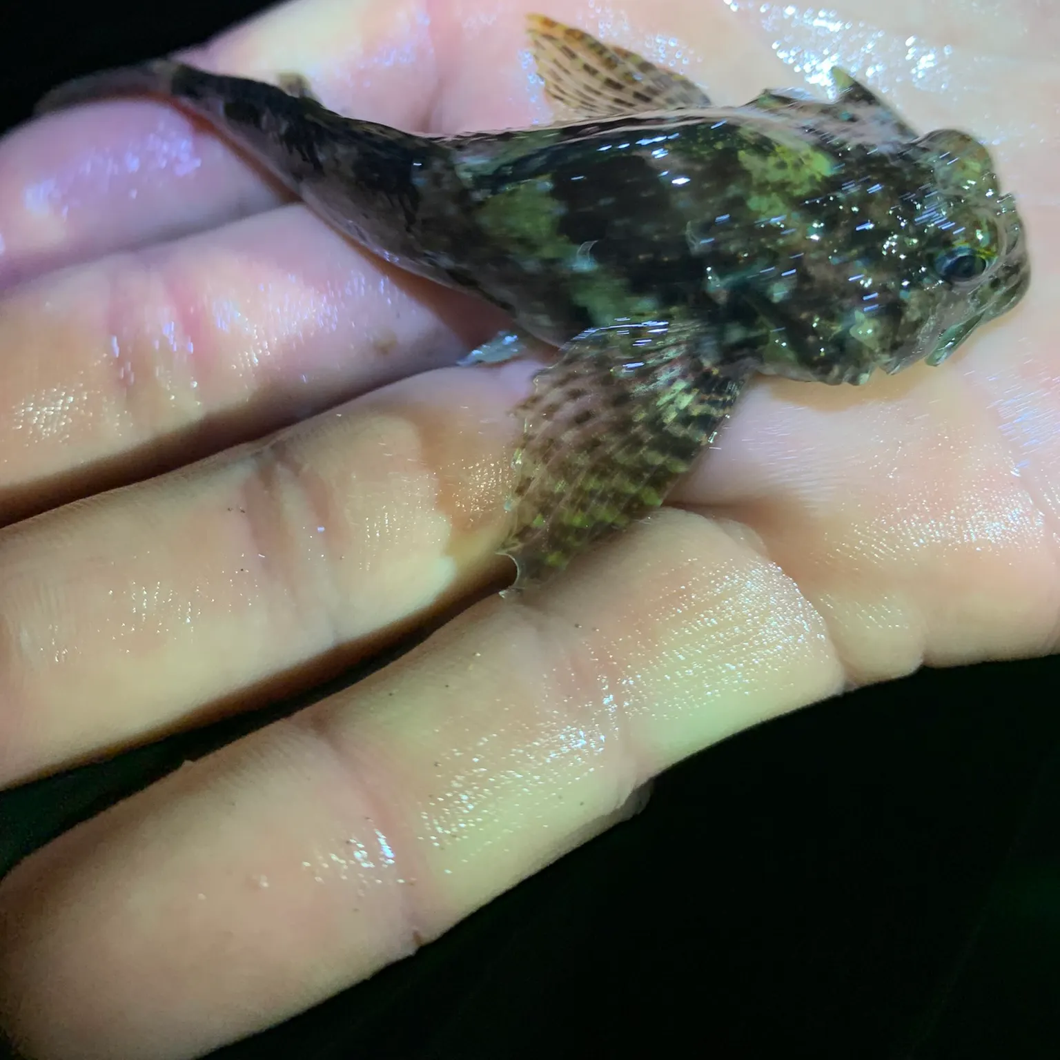 The most recent Tidepool sculpin catches on Fishbrain