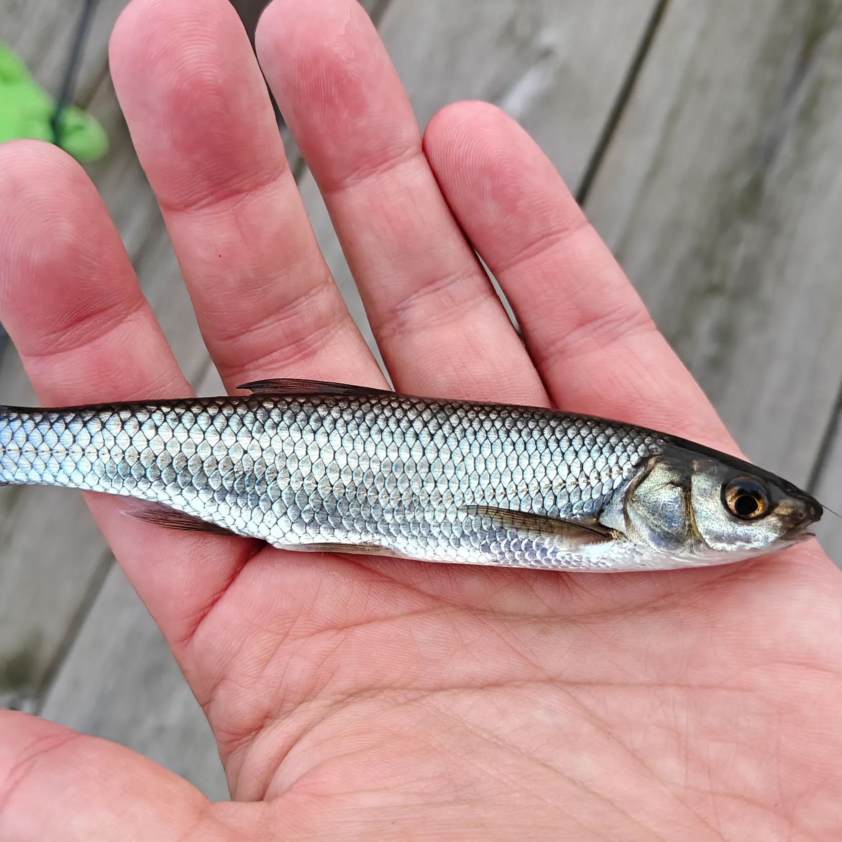 Common dace caught on Fishbrain