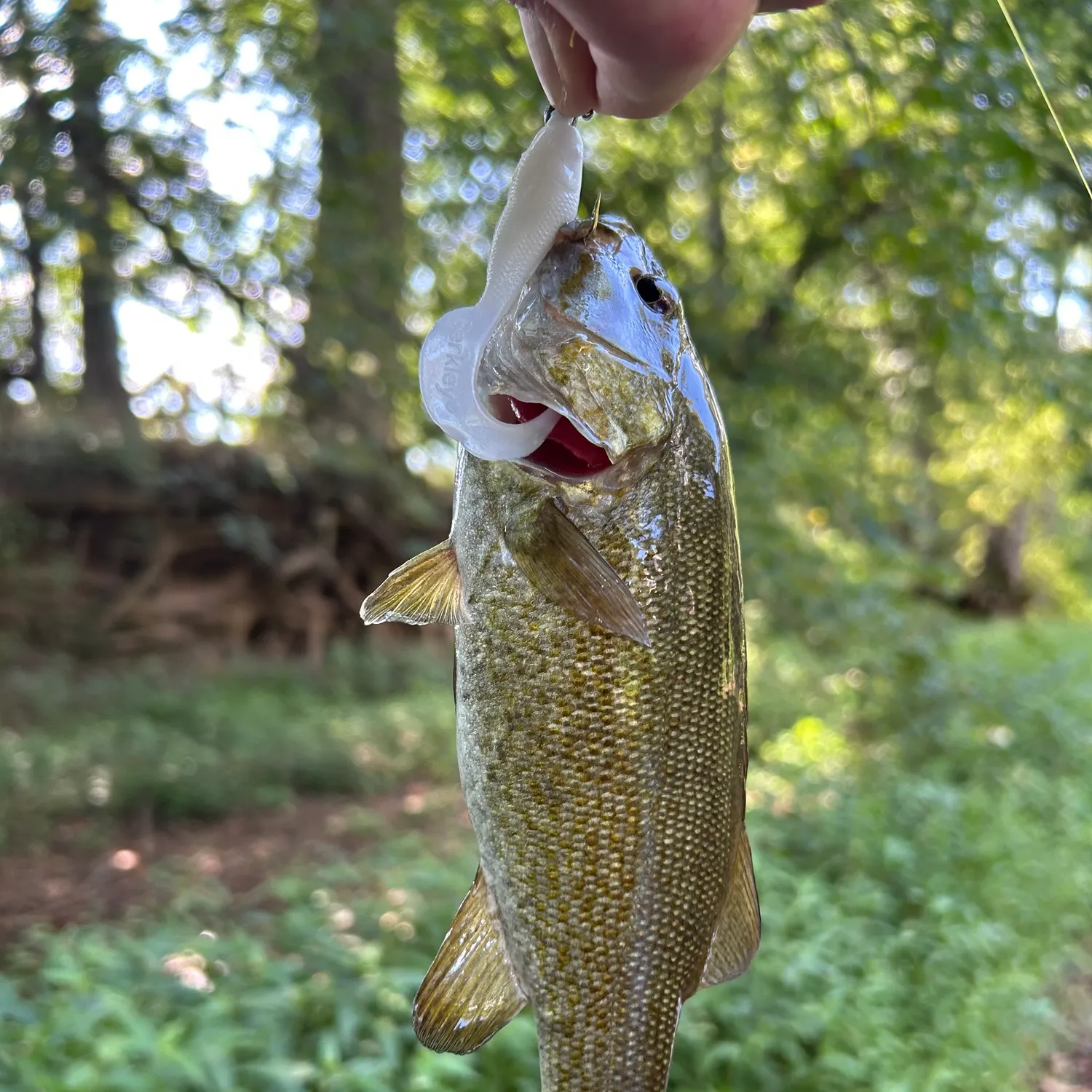 Smallmouth bass caught on Fishbrain