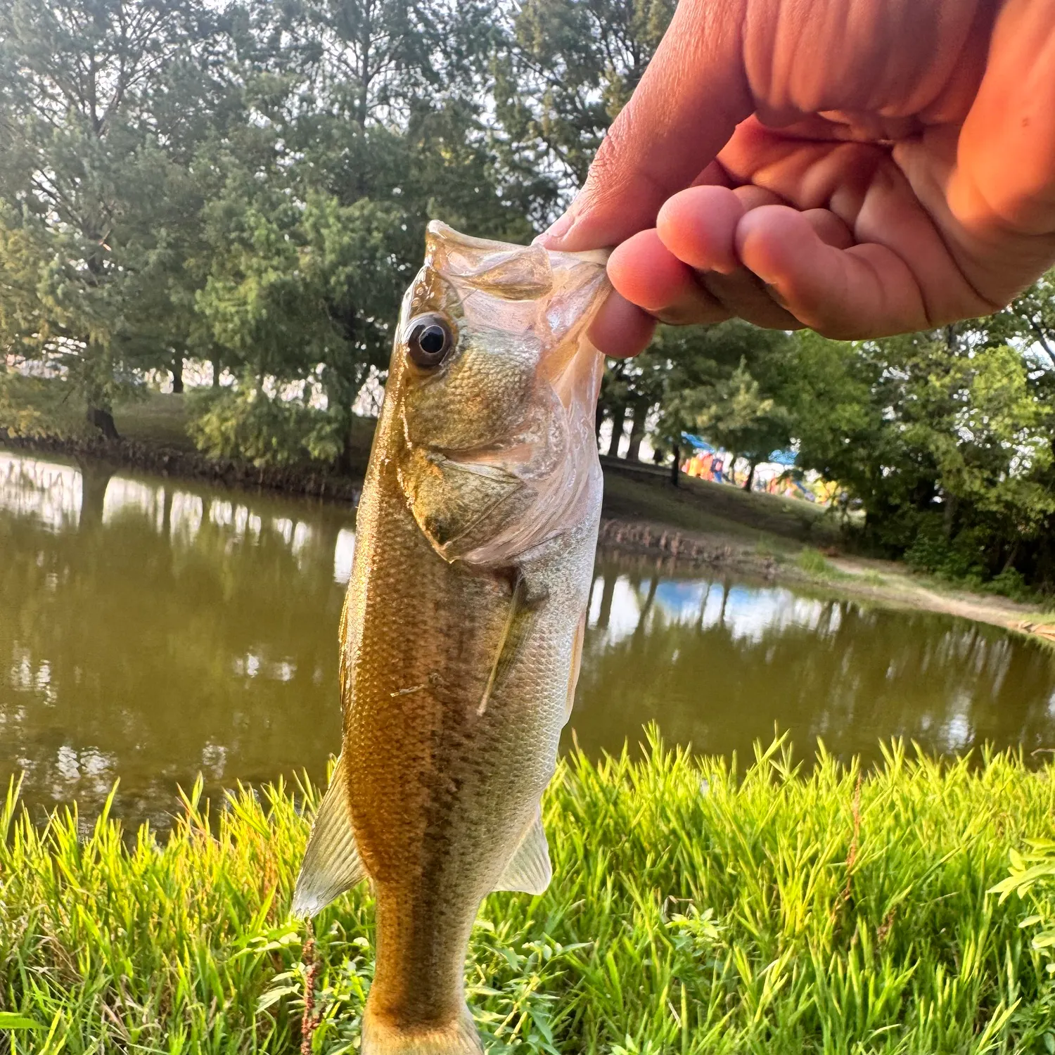 Fish caught on Fishbrain