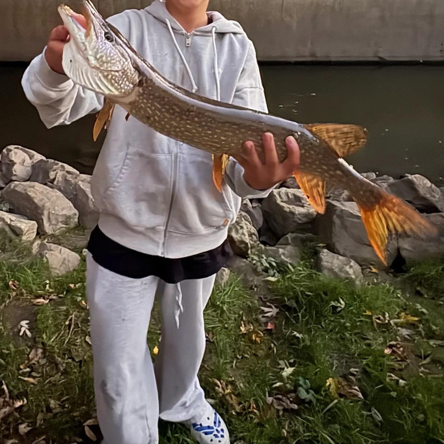 Northern pike caught on Fishbrain
