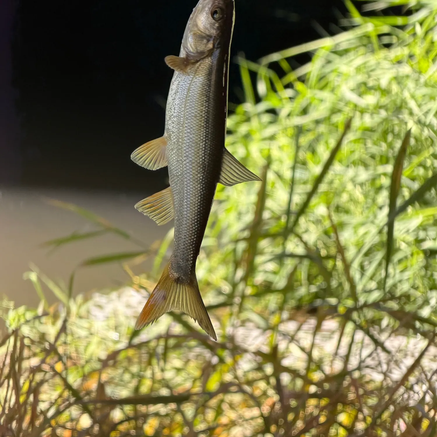 Northern pikeminnow caught on Fishbrain