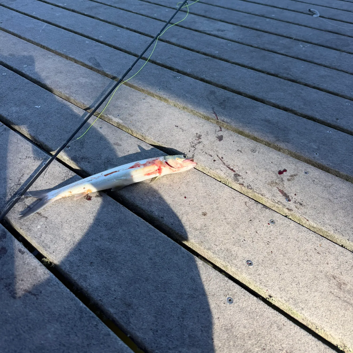 Ladyfish caught on Fishbrain