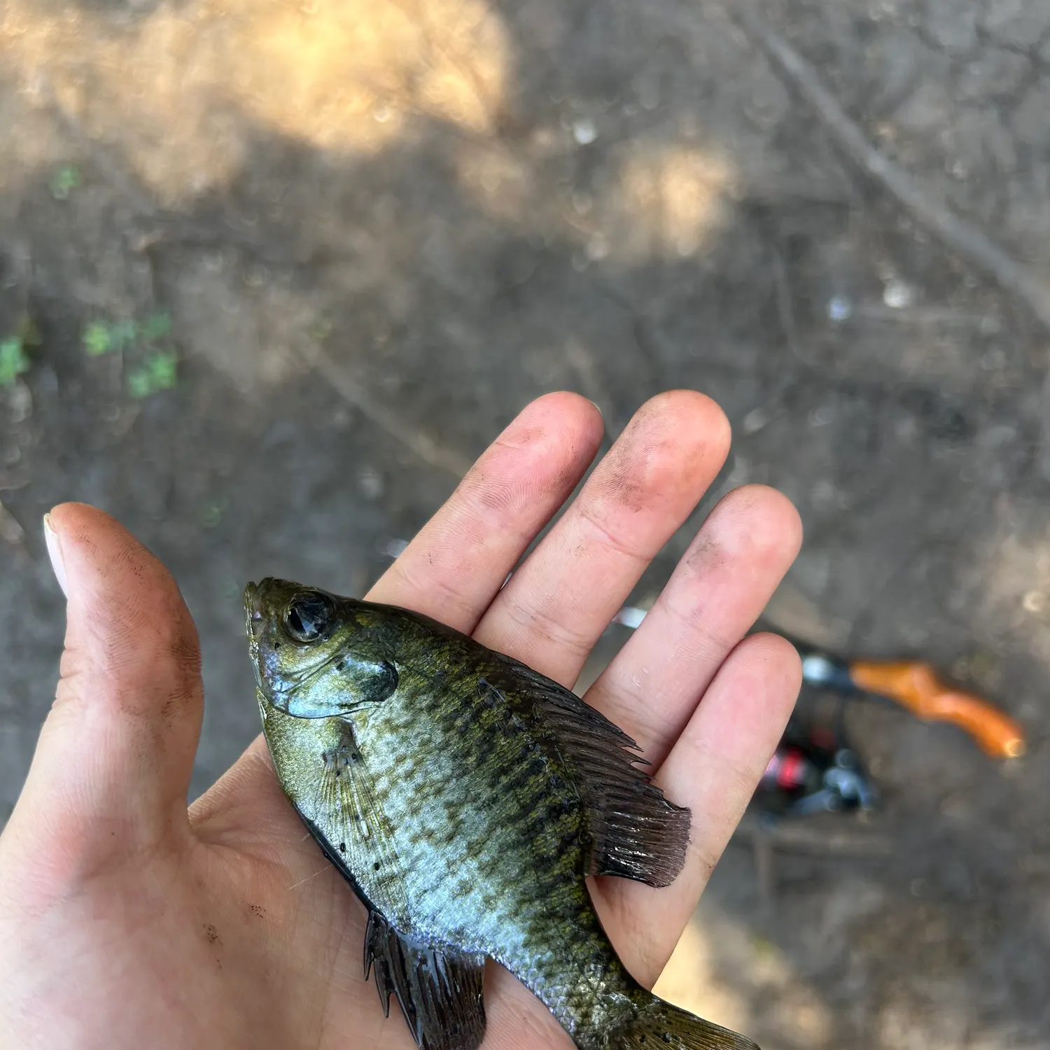 Bluegill caught on Fishbrain