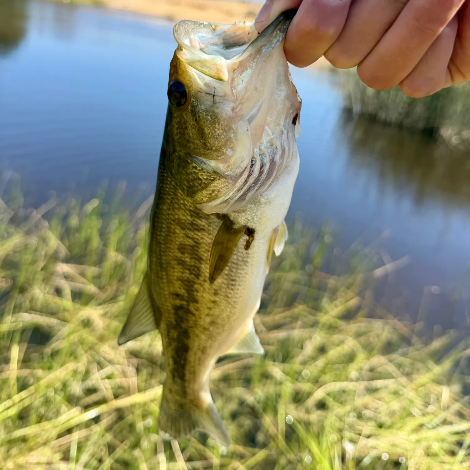 Spotted bass caught on Fishbrain