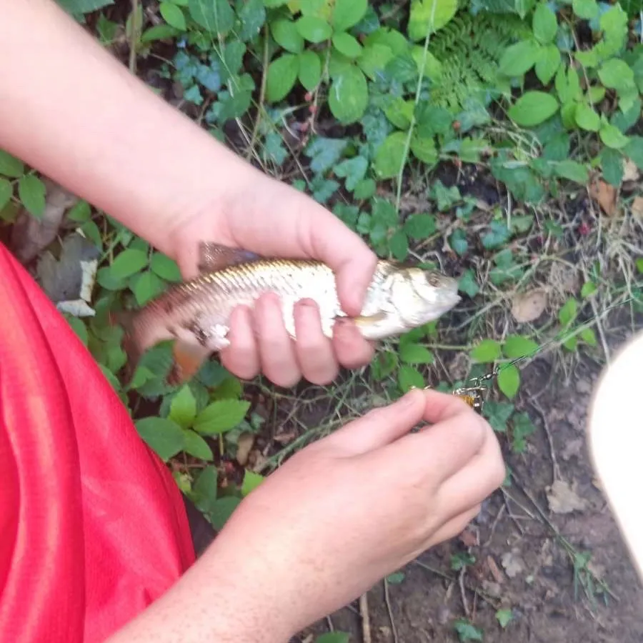 Fish caught on Fishbrain
