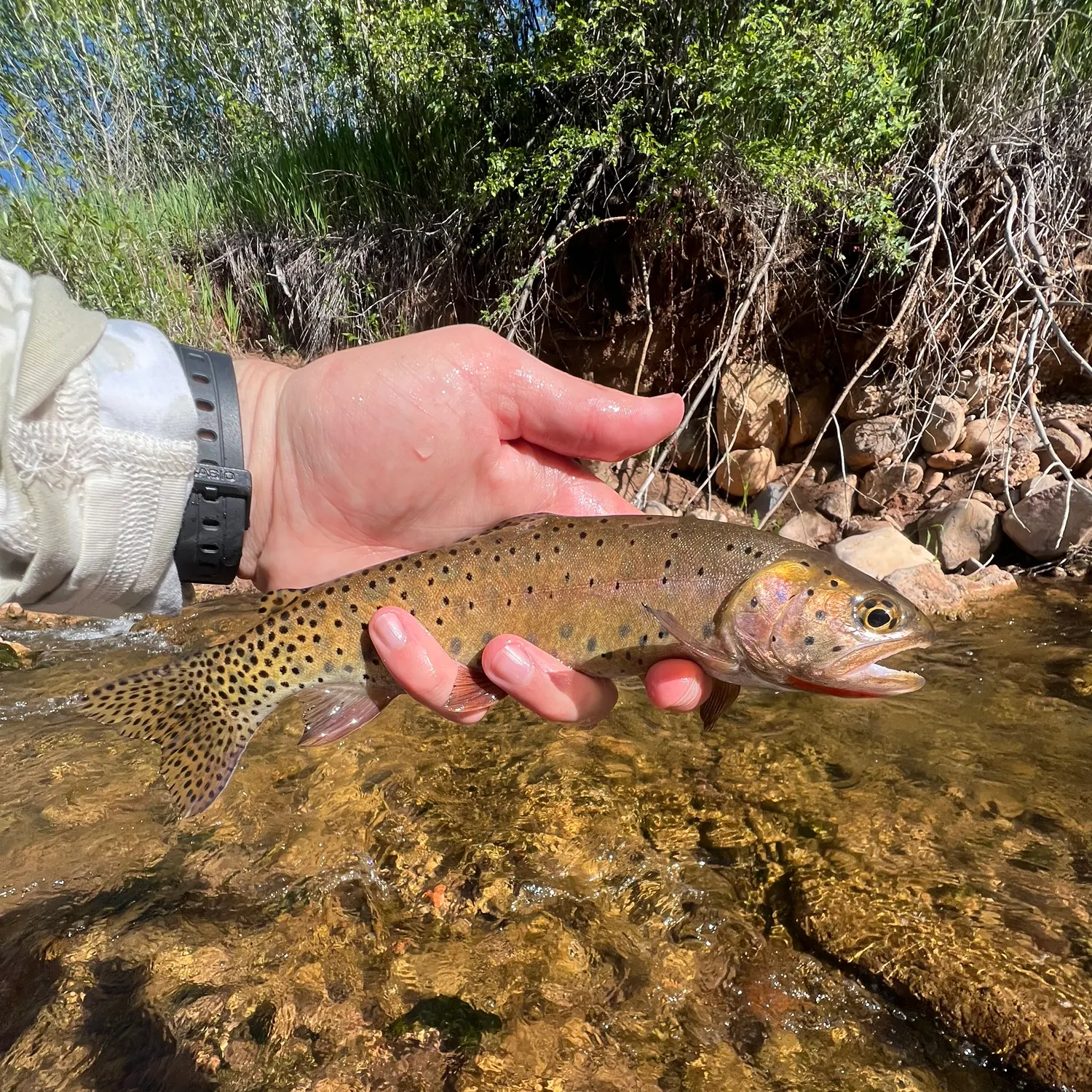 recently logged catches