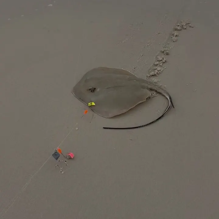 The most recent Southern stingray catches on Fishbrain