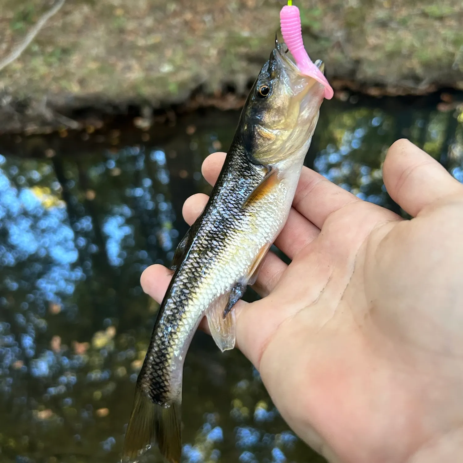 Creek chub caught on Fishbrain