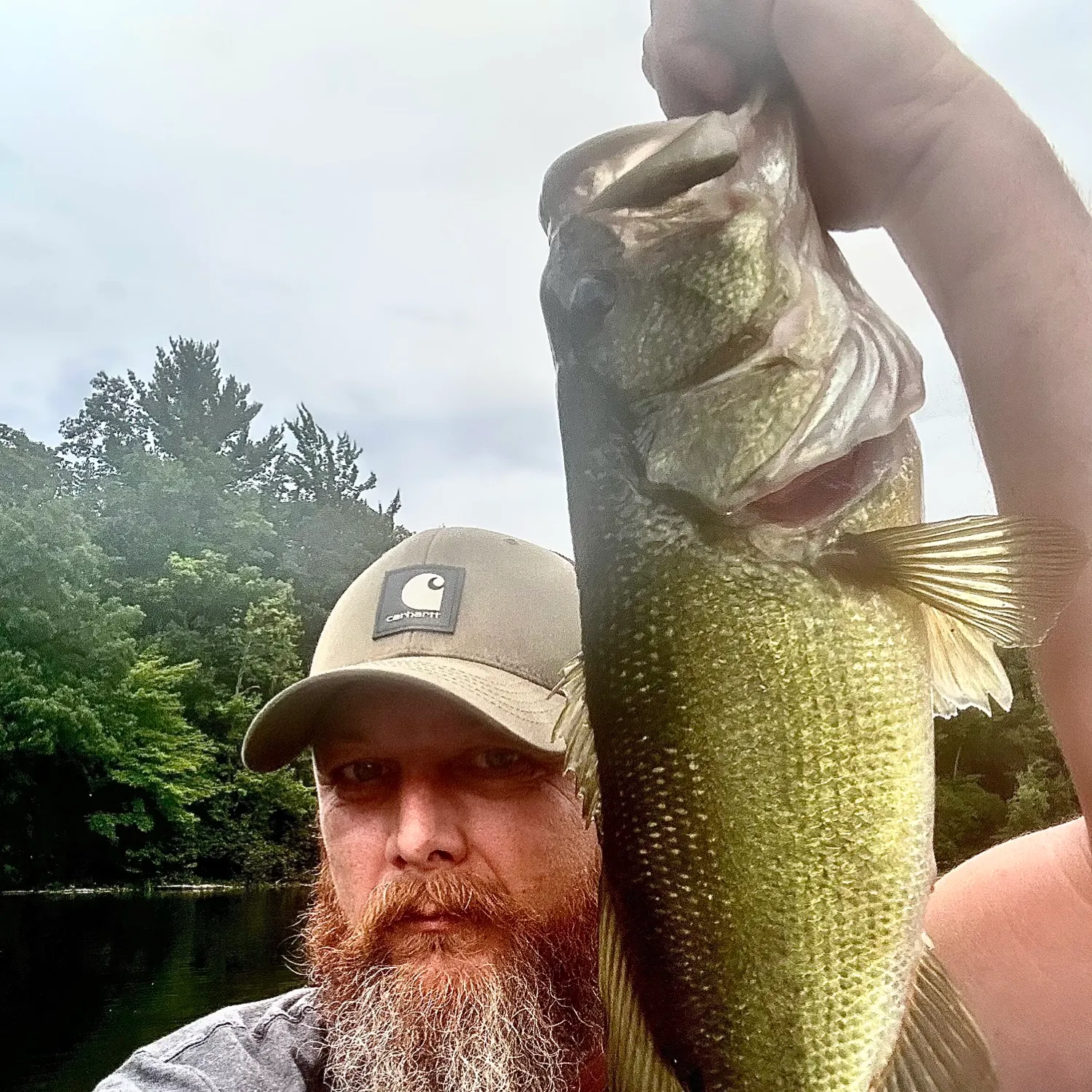 Largemouth bass caught on Fishbrain