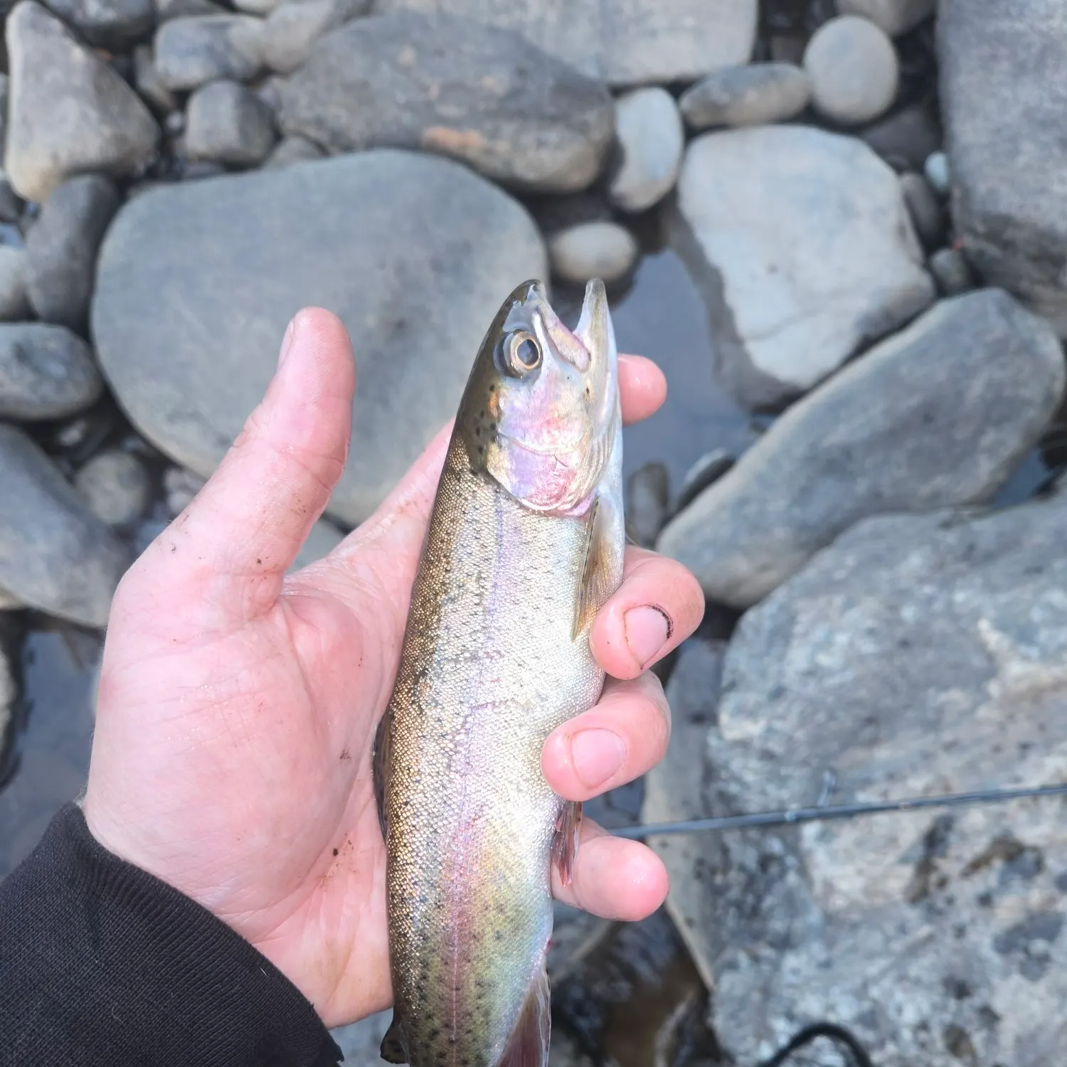Rainbow trout caught on Fishbrain