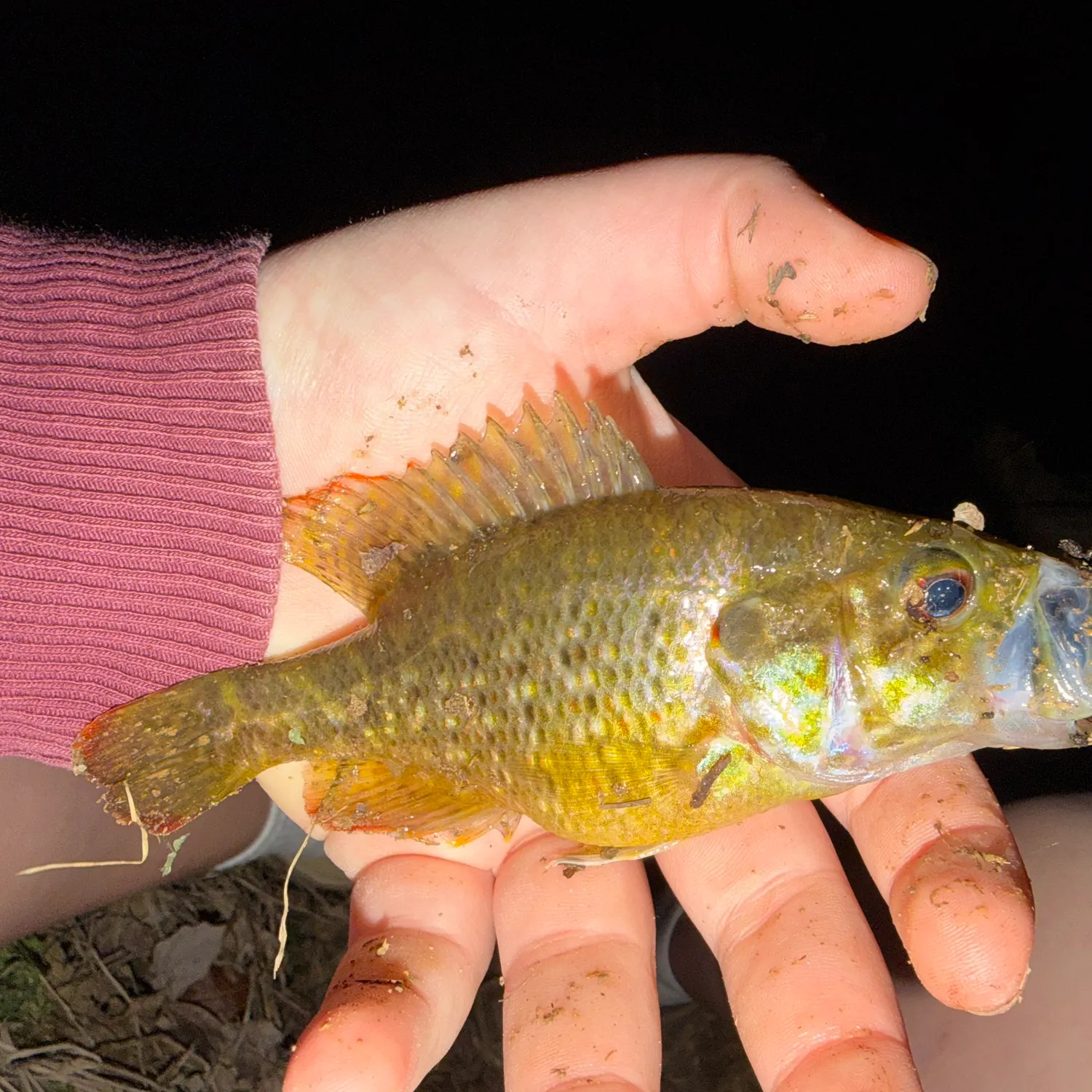 The most recent Warmouth catches on Fishbrain