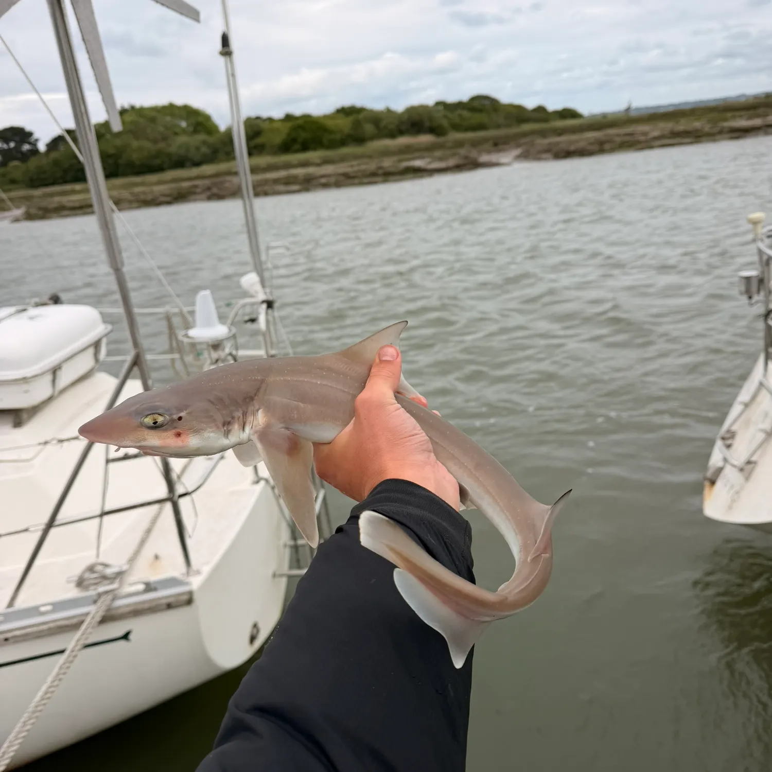 The most recent Starry smooth-hound catches on Fishbrain