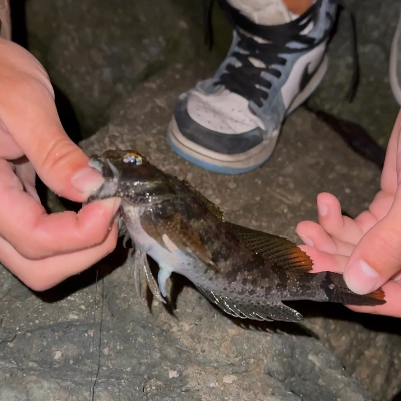 The most recent Frogface goby catches on Fishbrain