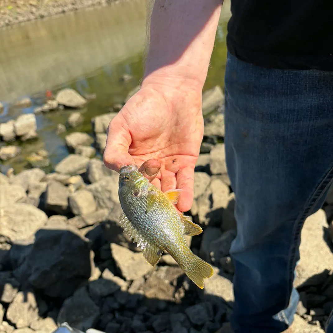 Green sunfish caught on Fishbrain