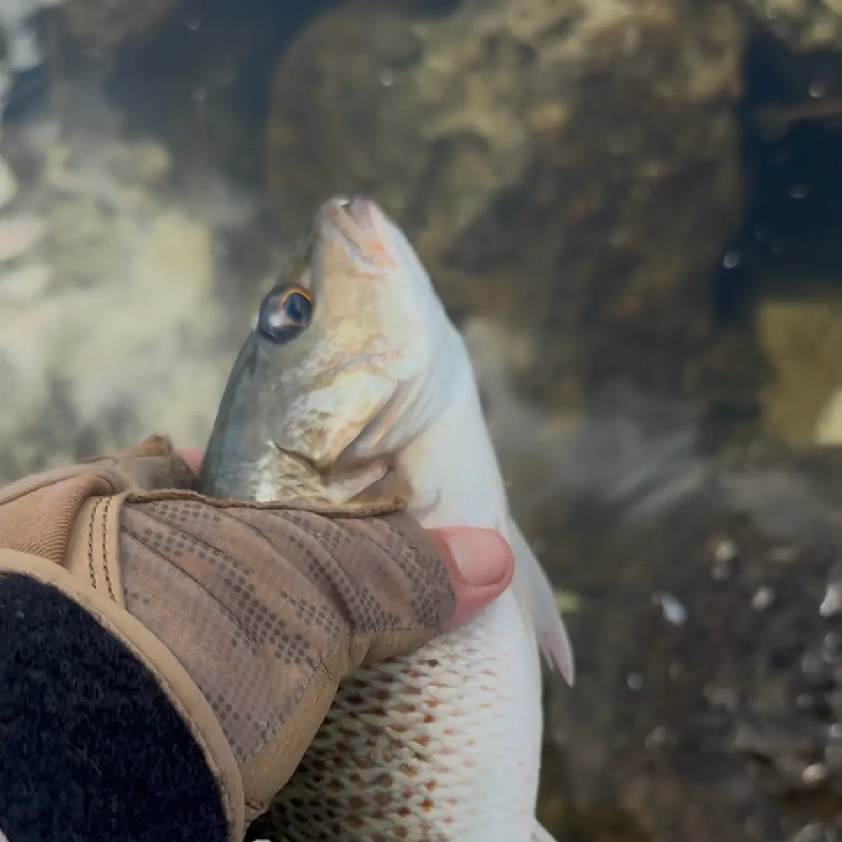 Mangrove snapper caught on Fishbrain