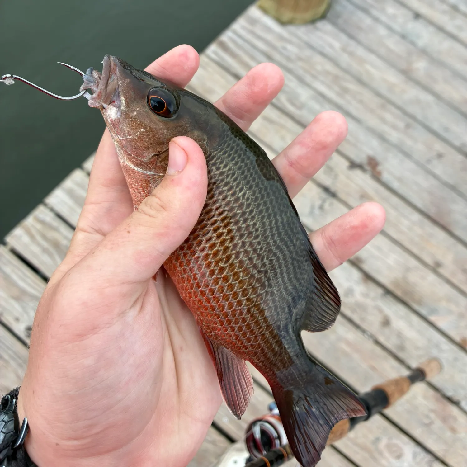 Fish caught on Fishbrain