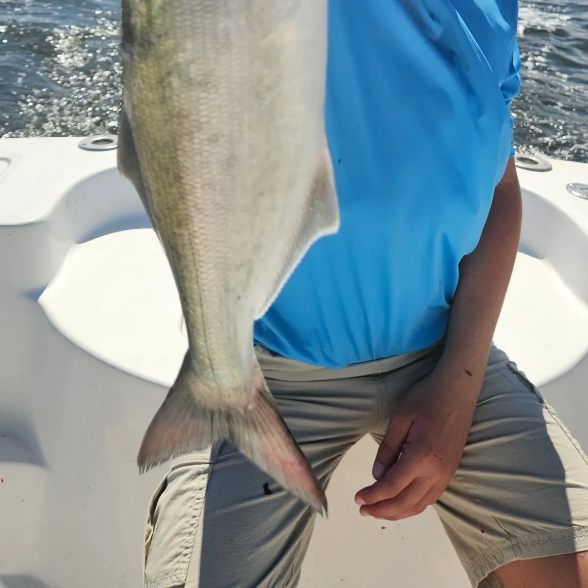 The most recent Bluefish catches on Fishbrain