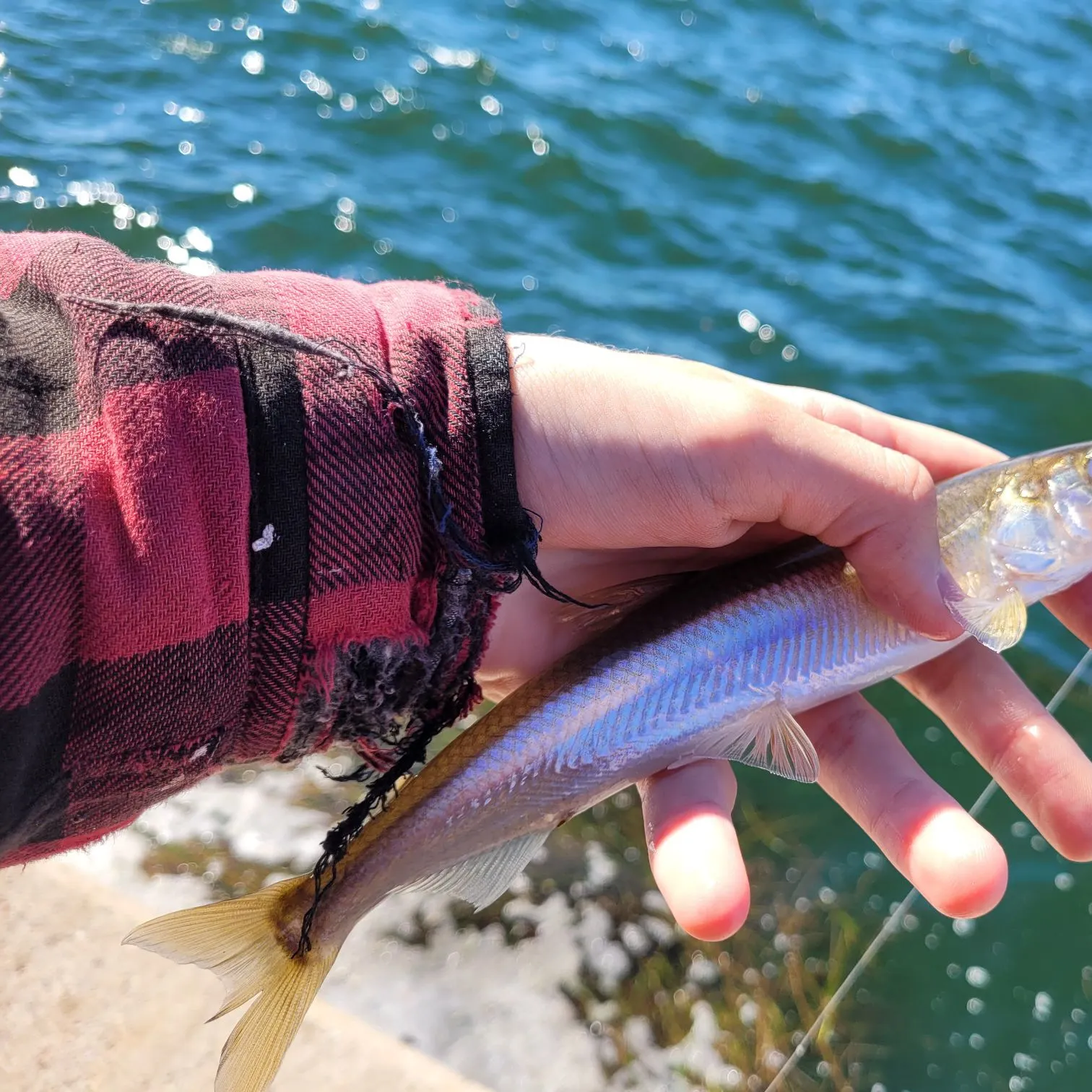 The most recent Atlantic rainbow smelt catches on Fishbrain