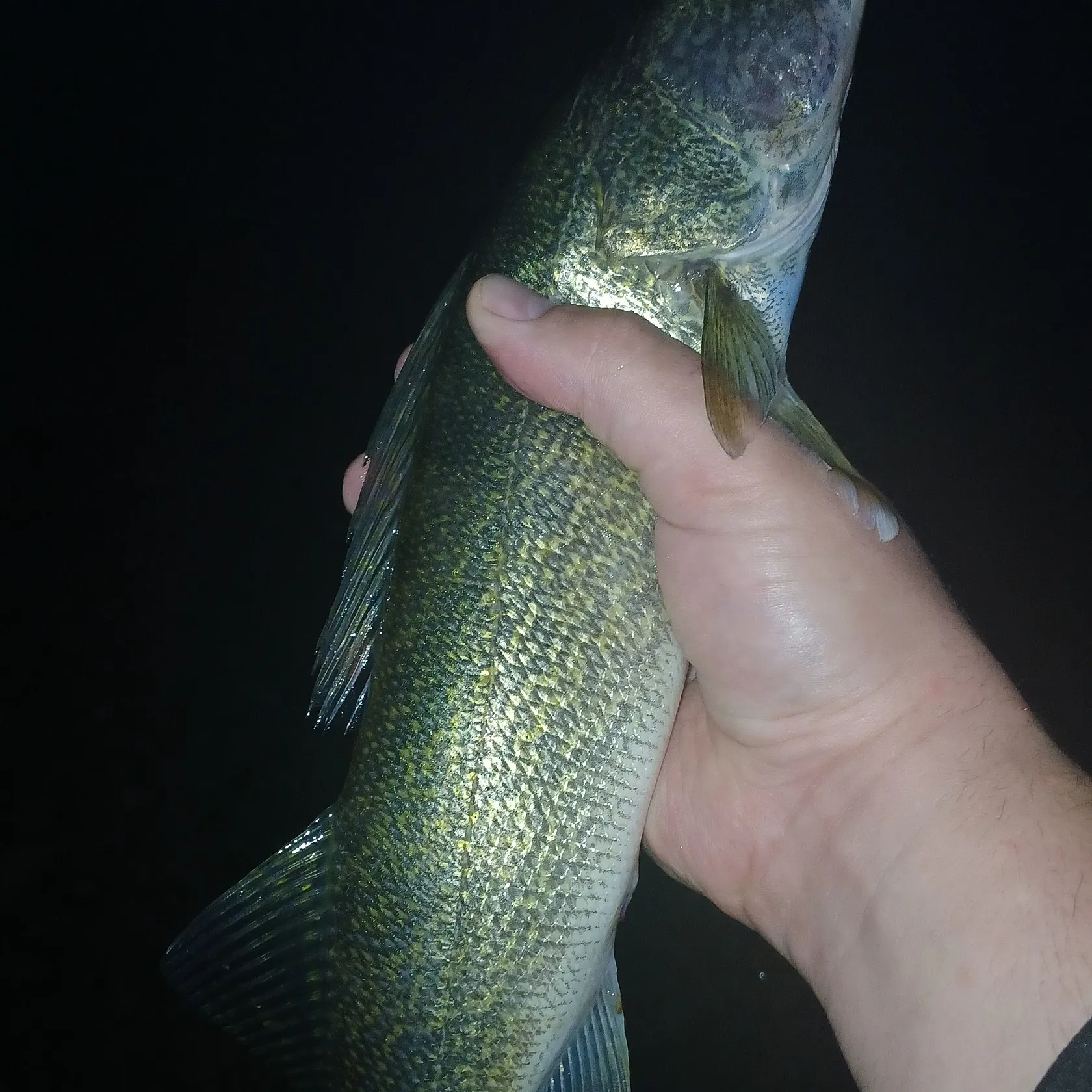 Walleye caught on Fishbrain