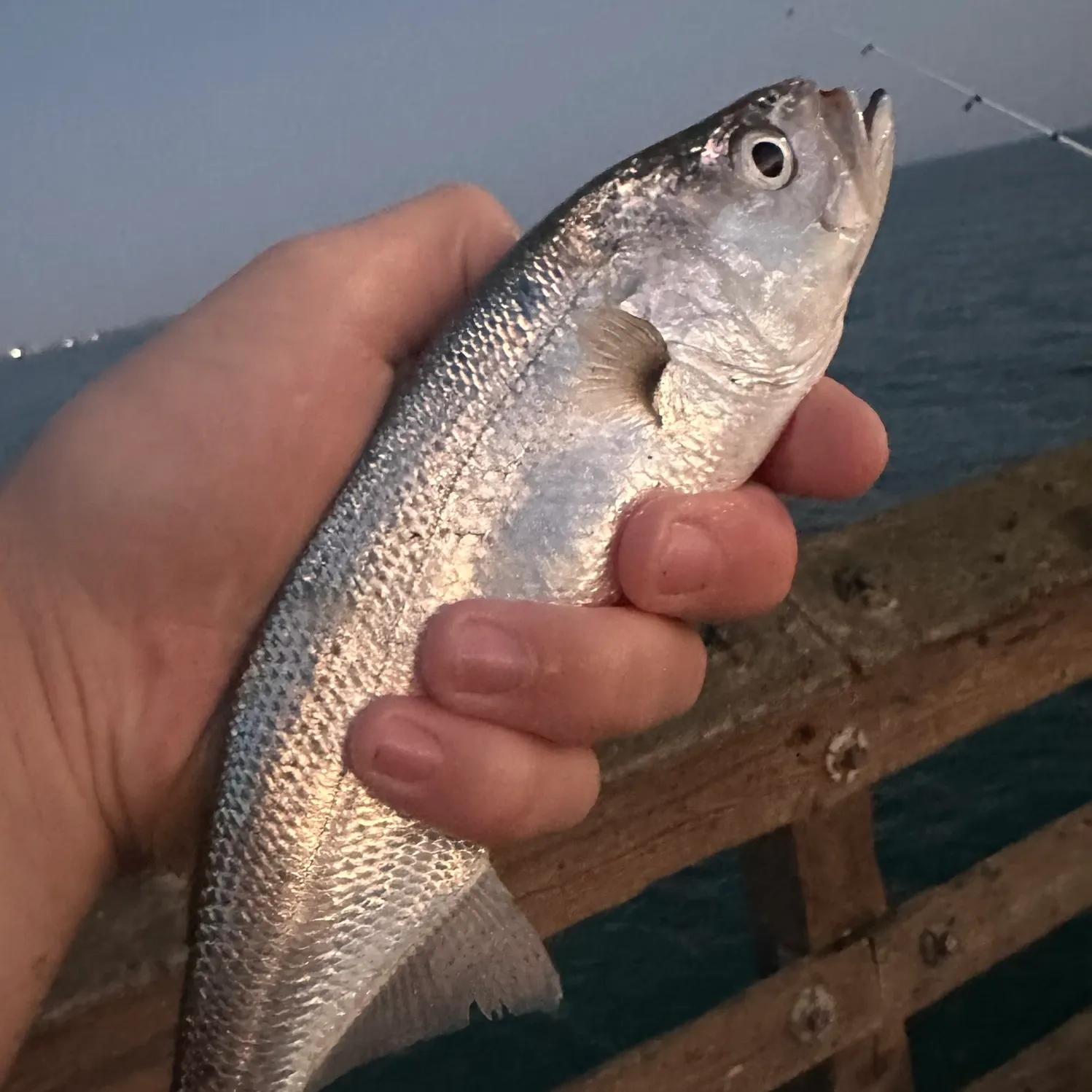 The most recent Queenfish catches on Fishbrain