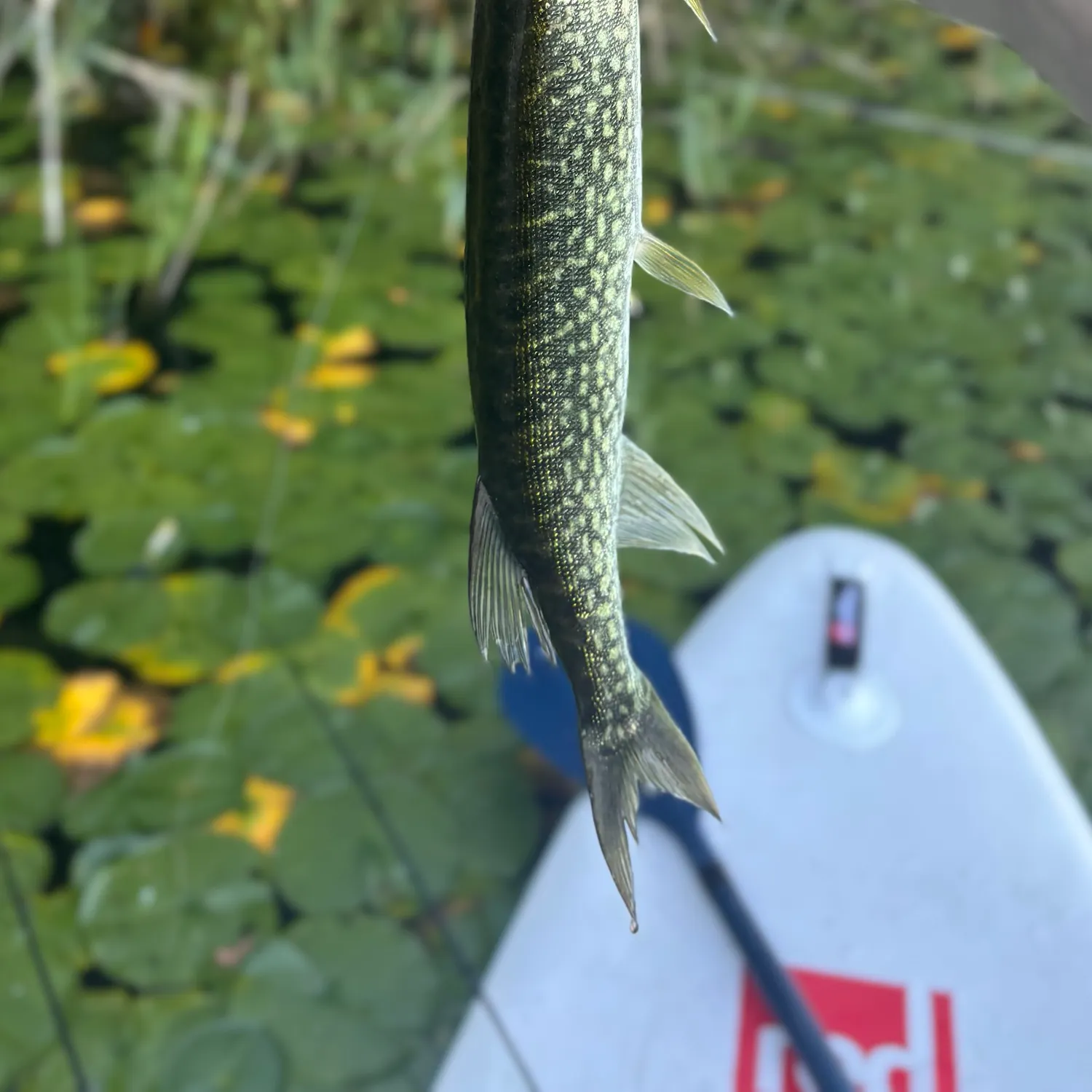 Chain pickerel caught on Fishbrain
